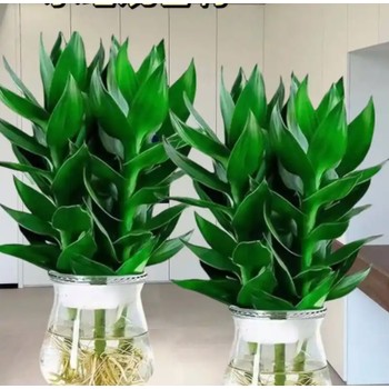 水培觀音竹-合肥花卉租賃-合肥綠植租擺