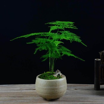 合肥文竹綠植銷售，綠植租擺，花卉租賃養護，綠植養護