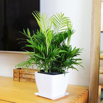 袖珍椰子綠植租擺，花卉銷售，花卉租賃