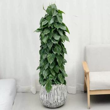 心葉藤綠植租擺，花卉租賃，植物養(yǎng)護(hù)
