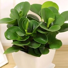 碧玉綠植租賃，花卉租賃，花木出租養(yǎng)護(hù)圖片