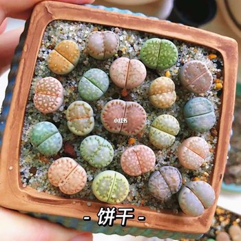 珠海高欄港回收成年人奶粉