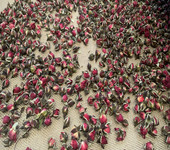 玫瑰花微波殺蟲(chóng)設(shè)備隧道式花茶烘干機(jī)