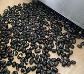 黑豆微波烘干烘烤設(shè)備隧道式豆類(lèi)微波烘干機(jī)