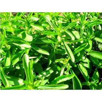 甜葉菊進口報關報檢相關流程