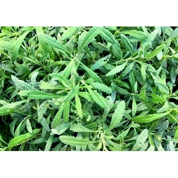 甜葉菊進口報關報檢相關流程