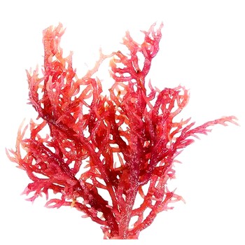 進(jìn)口麒麟菜的報(bào)關(guān)流程麒麟菜進(jìn)口報(bào)關(guān)報(bào)檢