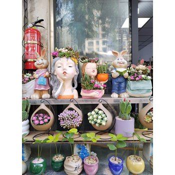 南寧江南區(qū)多肉小植物-陽(yáng)臺(tái)擺放-江南區(qū)多肉盆栽綠植養(yǎng)護(hù)
