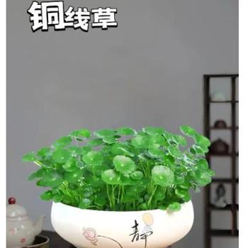 南寧銅錢草室外-小植物銅錢草-花草綠植銅錢草花卉水培盆栽