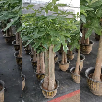 南寧發(fā)財(cái)樹大型綠植-南寧市發(fā)財(cái)樹室內(nèi)室外大小盆栽開業(yè)