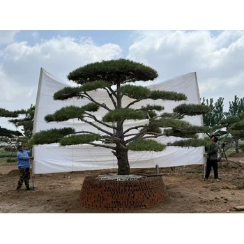 黑松—基地，處理