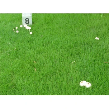 綠化草坪種子怎么播種