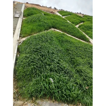 高速綠化草籽種子多少錢一斤