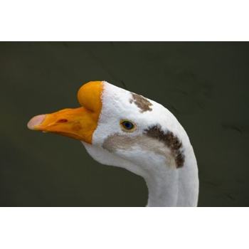 治療鵝感冒的藥物成本如何控制？的藥物組合有哪些推薦？