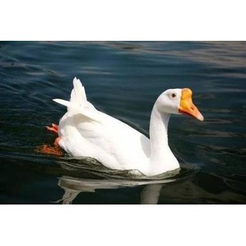 鵝感冒高發(fā)季節(jié)，養(yǎng)殖戶該提前儲(chǔ)備哪些治療藥物？如何科學(xué)儲(chǔ)存？