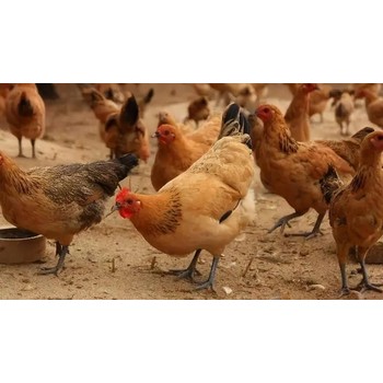 達龍毛血旺拌料：促土雞長冠長羽，降低飼料成本