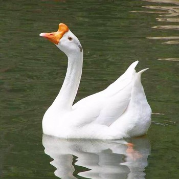 達(dá)龍鵝翅靈登場(chǎng)，促生長(zhǎng)、防翻翅，守護(hù)鵝群健康