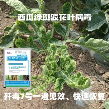 西瓜綠斑駁花葉病毒病產(chǎn)品殲毒7號(hào)