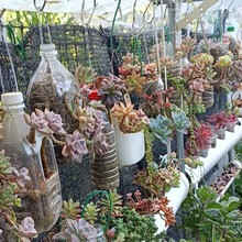 南寧多肉小盆栽_南寧市多肉植物_南寧多肉綠植花卉陽臺擺放圖片