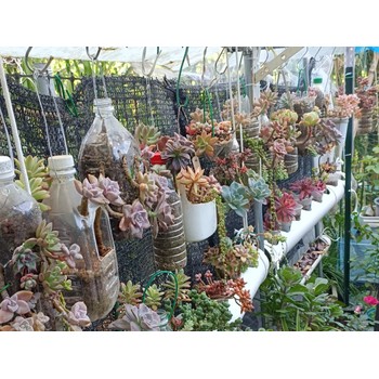 南寧多肉小盆栽_南寧市多肉植物_南寧多肉綠植花卉陽臺擺放