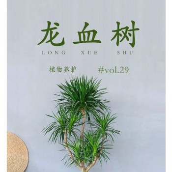 南寧龍血樹-南寧市龍血樹客廳養(yǎng)-南寧龍血樹綠植物好養(yǎng)