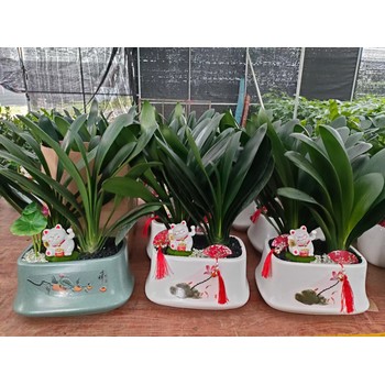 南寧君子蘭-南寧市君子蘭綠植盆栽-君子蘭植物花卉盆景