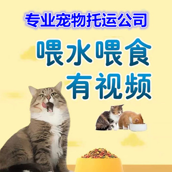 濟源貓咪托運-汽車帶托運代喂食物