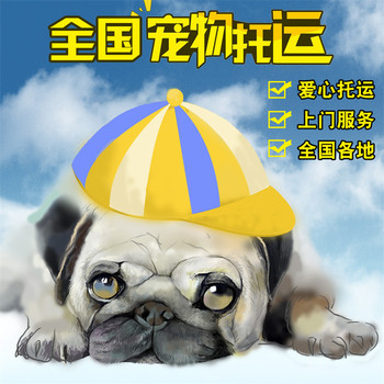 沙市正規(guī)托運(yùn)-靠譜貓咪狗狗搬家運(yùn)輸靠譜安全