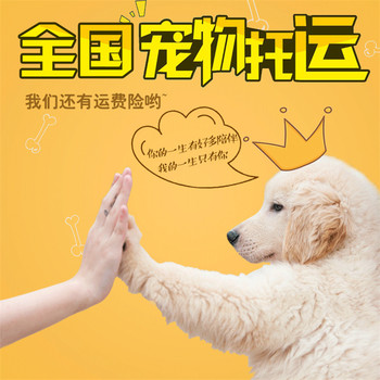福清正規(guī)托運(yùn)-汽車托運(yùn)狗狗免費(fèi)上門接寵