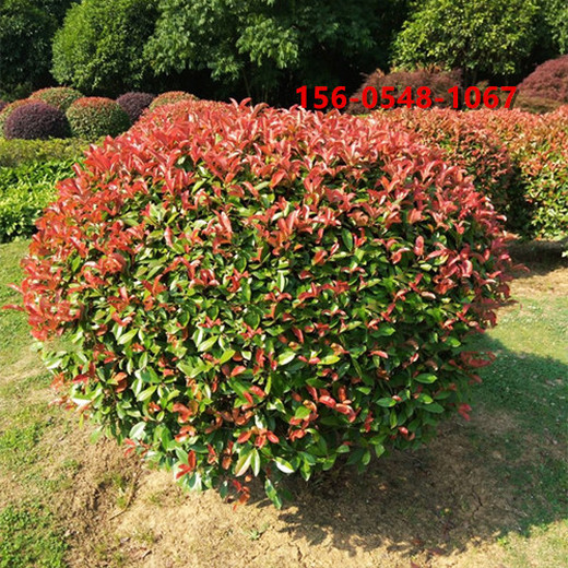 1米紅葉石楠帶土球發(fā)貨1.5米紅葉石楠球報(bào)價(jià)