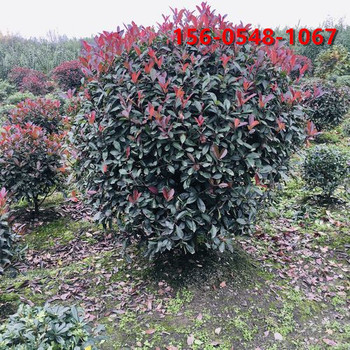 基地出售80公分紅葉石楠帶土球發(fā)貨