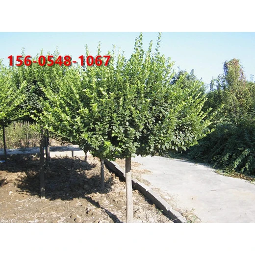 基地直供高桿衛(wèi)矛球帶土球發(fā)貨2米高桿衛(wèi)矛