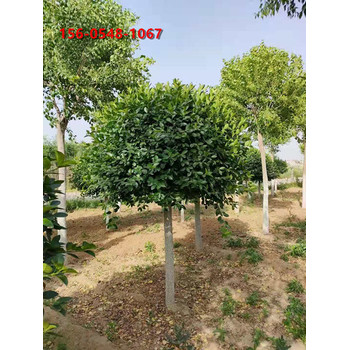 2米高桿衛(wèi)矛價(jià)格多少錢一顆