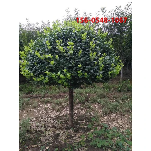 出售1.2米1.5米、1.8米、2.2米高桿衛(wèi)矛帶土球發(fā)貨