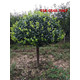 81430fa6d096987dec424fad3380be2e_副本