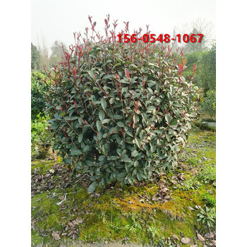 北方綠化苗木2米紅葉石楠價格怎樣