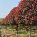 供應(yīng)40/50公分紅葉石楠1米紅葉石楠價(jià)格