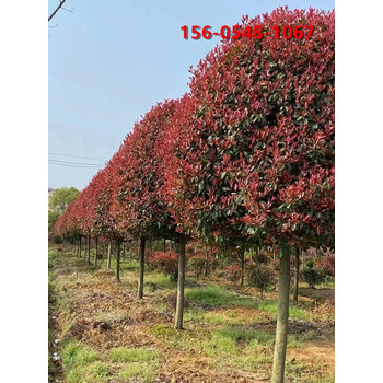 基地銷售紅葉石楠樹形優(yōu)美紅葉石楠批發(fā)優(yōu)惠