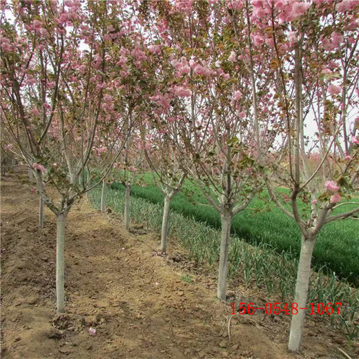 高桿櫻花樹晚櫻工程綠化庭院種植早櫻大量供應(yīng)