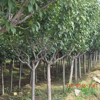 櫻花苗木/晚櫻苗木/18公分高桿櫻花苗木