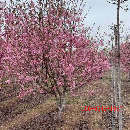 晚櫻苗木高桿櫻花工程綠化苗木果樹苗木