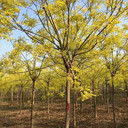 綠化苗圃黃金槐行道綠化種植工程苗木
