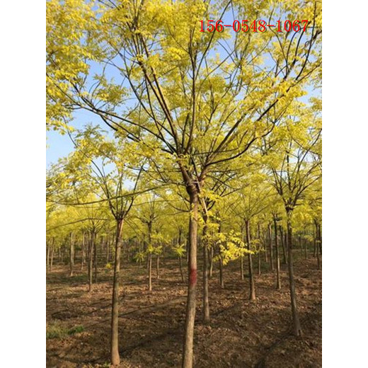綠化苗圃黃金槐行道綠化種植工程苗木