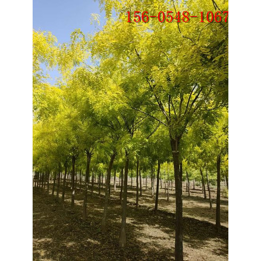 北方工程苗木金枝槐價(jià)格速生國(guó)槐規(guī)格全