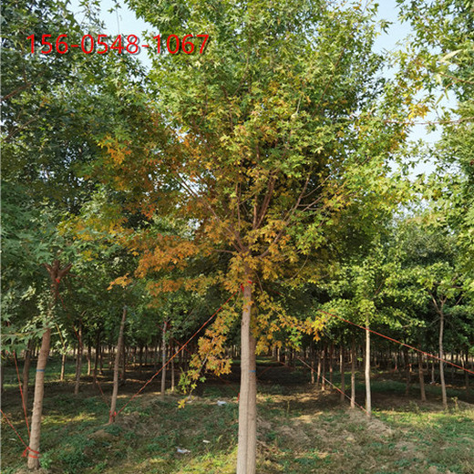 常年出售五角楓苗木抗旱耐寒風(fēng)景樹成活率高