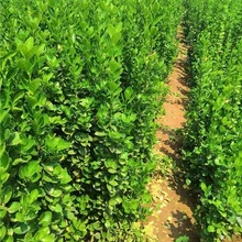 80公分1-1.2米北海道黃楊成活率格優(yōu)惠圖片