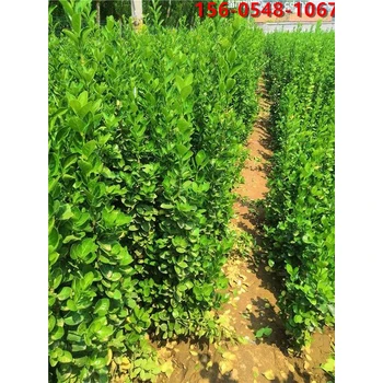 40-60公分北海道黃楊、1.8米北海道黃楊報價