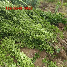 大量供應(yīng)1.5米、2米北海道黃楊價格低四季常青圖片