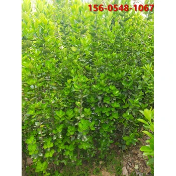 40-60公分北海道黃楊、1.8米北海道黃楊報價