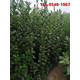 904277b49a879bfc1dde9bb8321af43e_副本